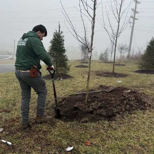 commercial tree services in Northern virginia