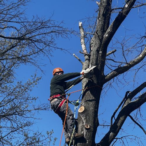 commercial tree services in virginia