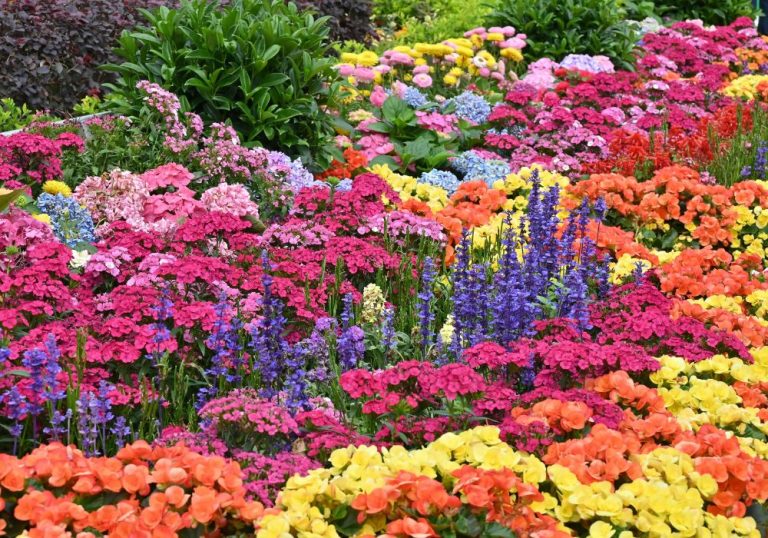 Annual vs. Perennial Plants What’s the Difference