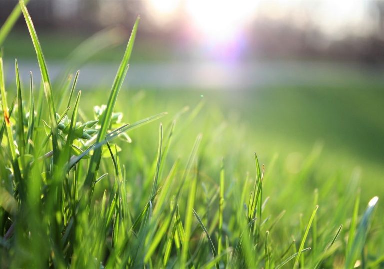 How Often Should Your Lawn Be Professionally Maintained