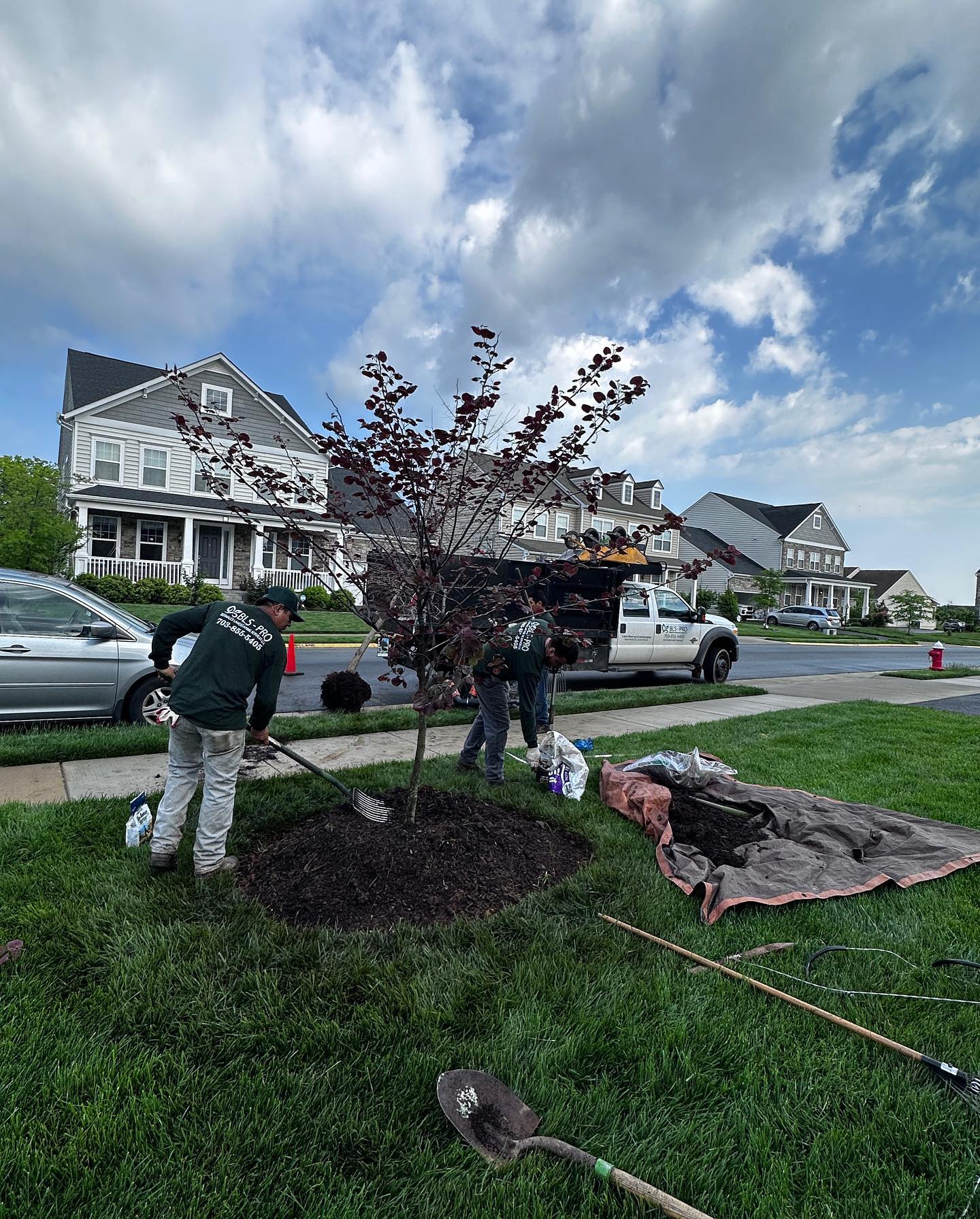 Tree installation by BLS-PRO