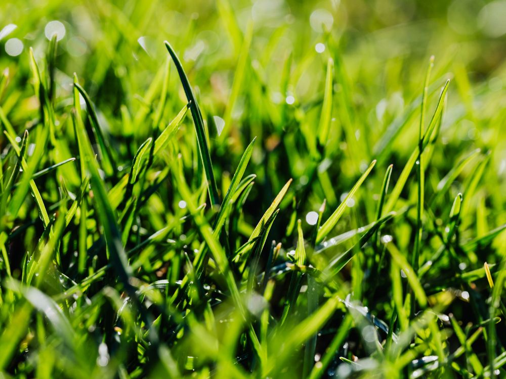 When Is the Best Time to Aerate Your Lawn?
