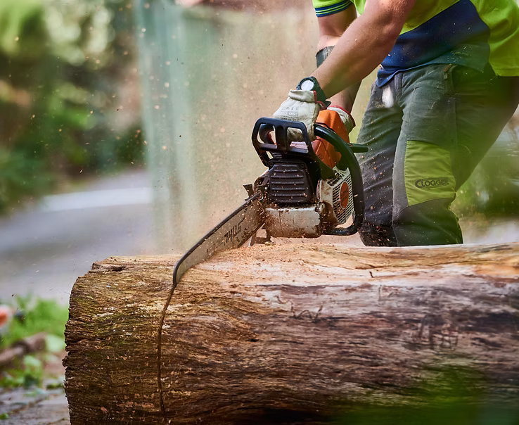 Tree Services in Northern Virginia