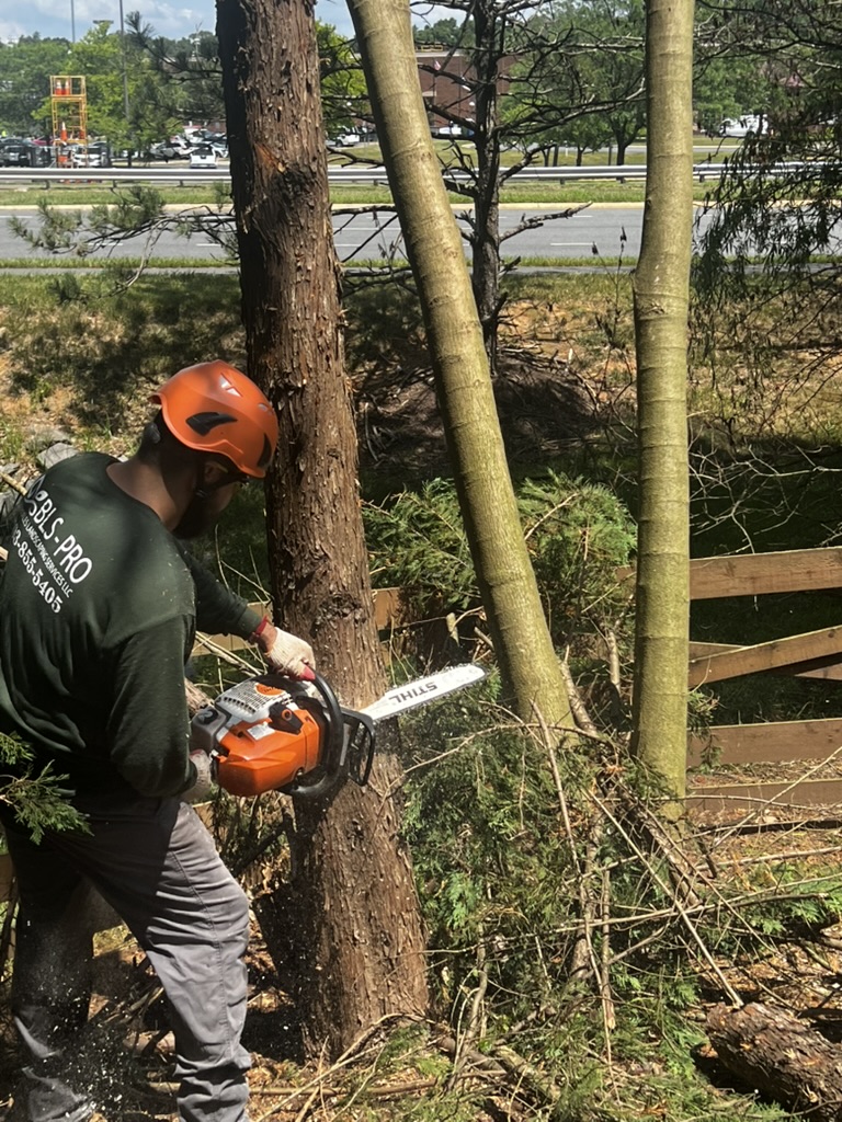 tree removal services