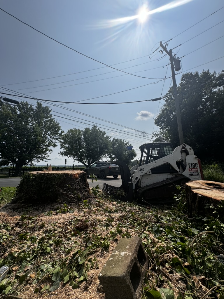 stump removal