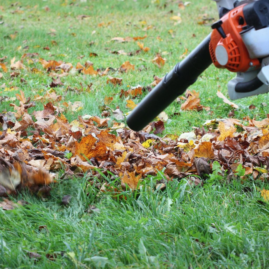 leaf cleanup