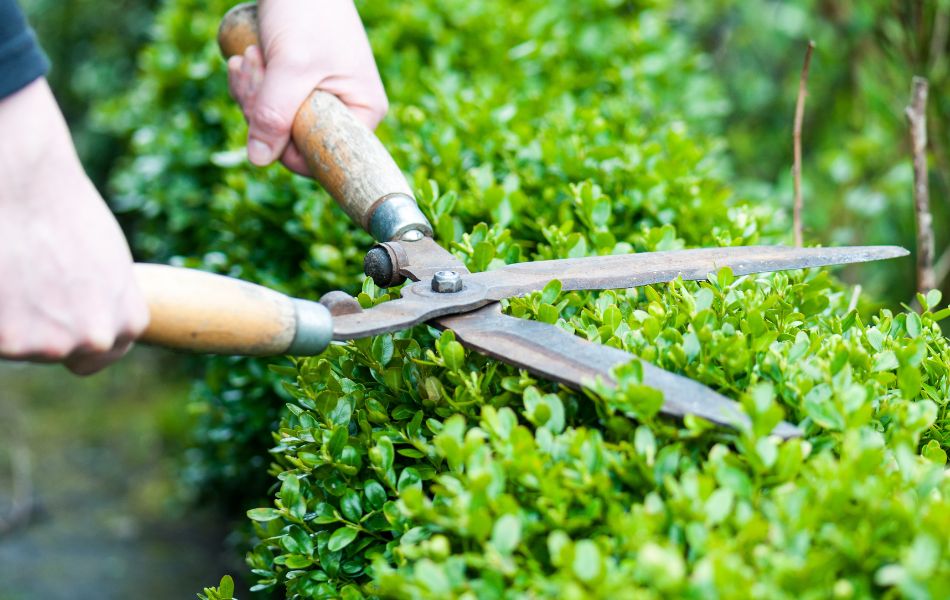 hedge pruning services_